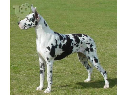 PoulaTo: Μολοσσοί Great Dane ΑΡΛΕΚΙΝΟΙ